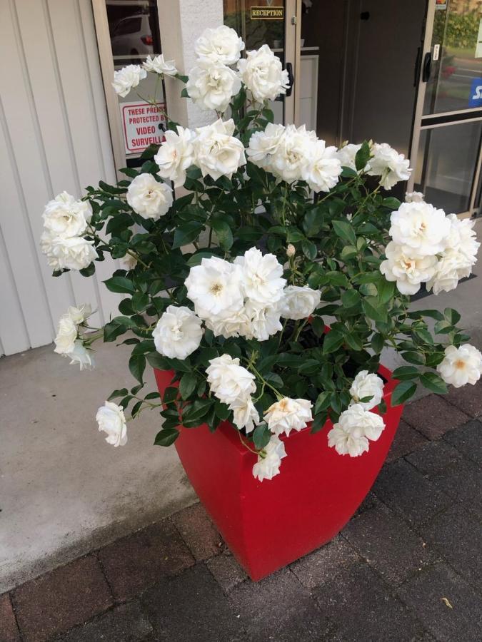 Rosetown Motel เท อวามูทู ภายนอก รูปภาพ